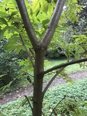 Phellodendron japonicum