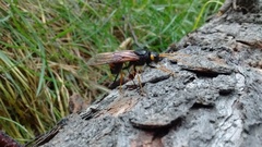 Urocerus flavicornis