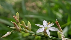 Chlorophytum comosum