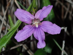 Scaevola ramosissima