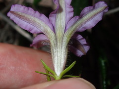 Scaevola ramosissima