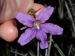 Scaevola ramosissima