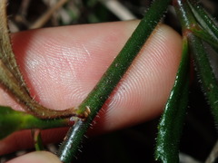 Scaevola ramosissima