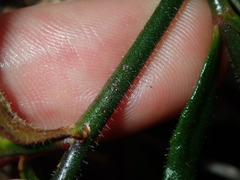 Scaevola ramosissima