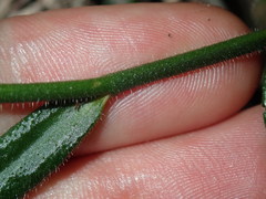Scaevola ramosissima
