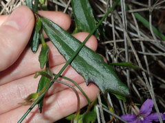 Scaevola ramosissima