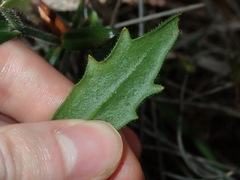 Scaevola ramosissima