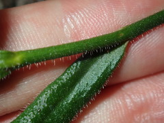 Scaevola ramosissima