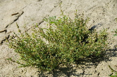 Oxybasis glauca salina