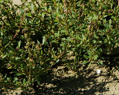 Oxybasis glauca salina