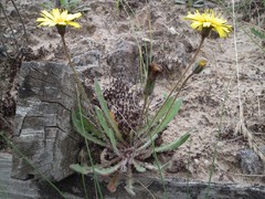 Leontodon saxatilis saxatilis