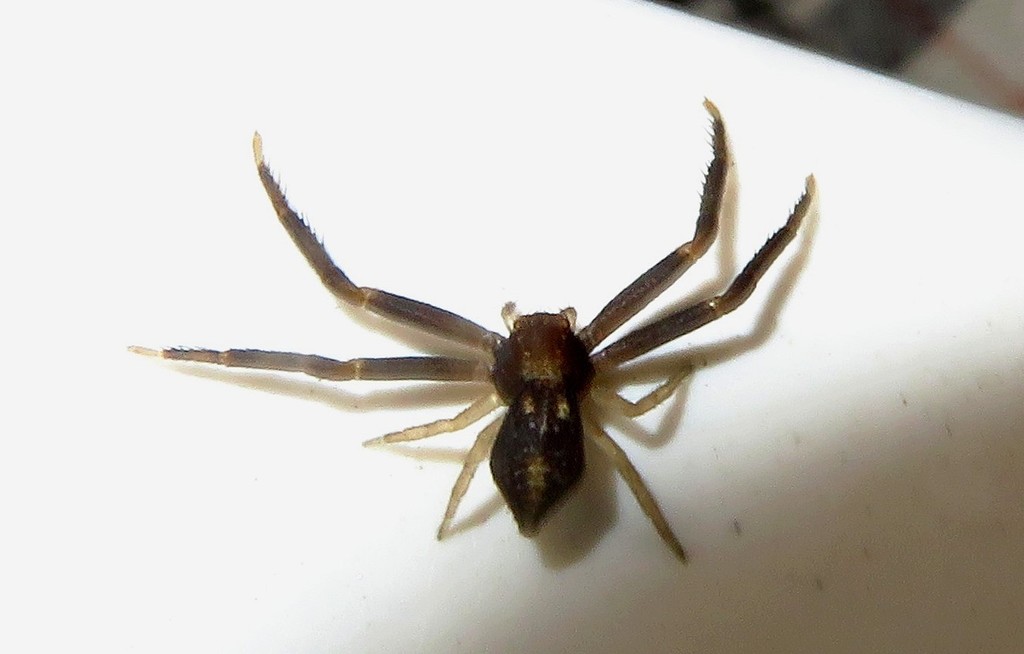 Misumenops spinulosissimus