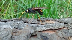 Urocerus flavicornis