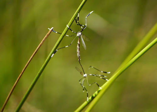 Phantom crane fly