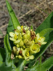 Jatropha zeyheri