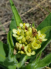 Jatropha zeyheri