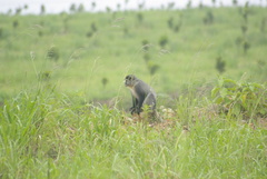 Cercopithecus mitis labiatus
