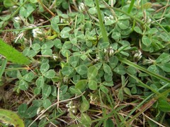 Trifolium scabrum