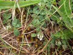 Trifolium scabrum
