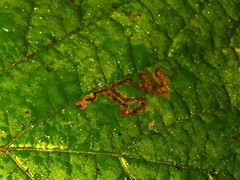 Stigmella tiliae