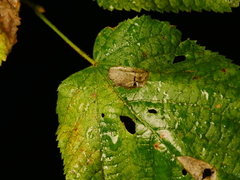 Phyllonorycter issikii