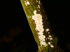 Cylindrobasidium laeve