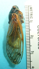 Magicicada tredecassini