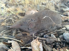 Crocidura