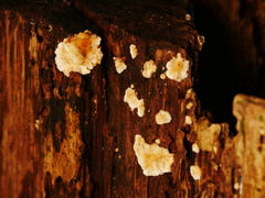 Cylindrobasidium laeve