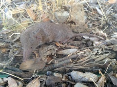 Crocidura