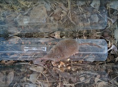 Crocidura