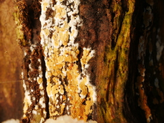 Aleurodiscus amorphus