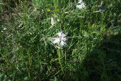 Dianthus superbus