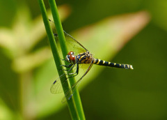 Nannothemis bella