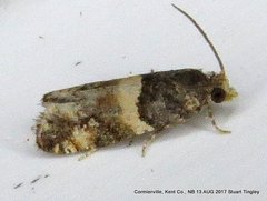 Lobesia spiraeae