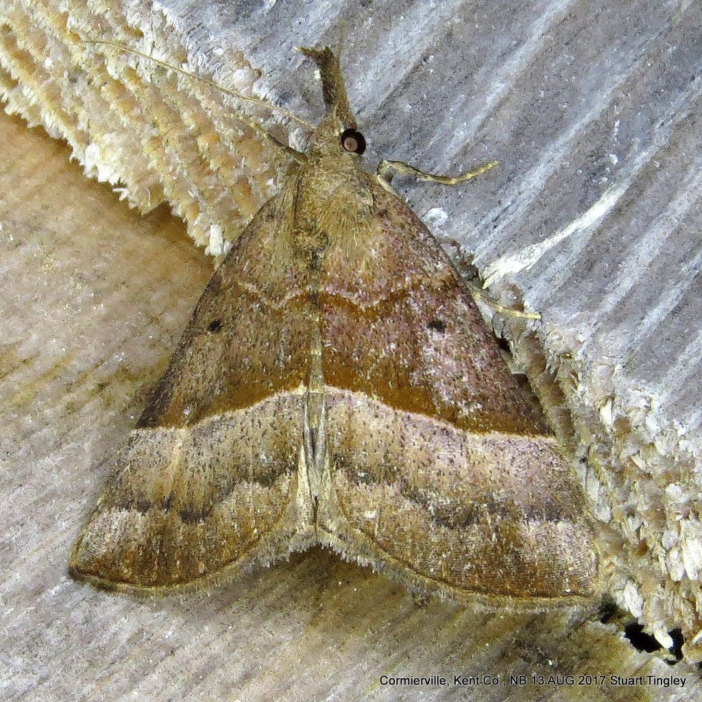 Red-footed Snout