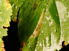 Phyllonorycter issikii