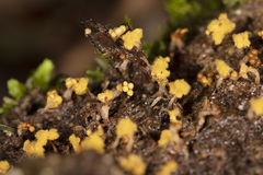 Oligonema verrucosum