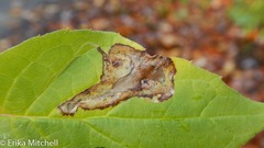 Liriomyza philadelphivora