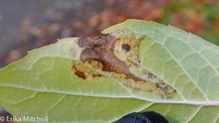 Liriomyza philadelphivora