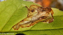 Liriomyza philadelphivora