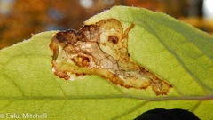 Liriomyza philadelphivora