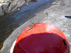 Ophiogomphus colubrinus