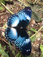 Hypolimnas salmacis salmacis