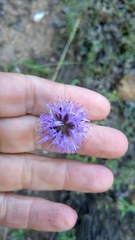 Monardella odoratissima glauca