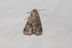 Turnerinycta phaeocosma