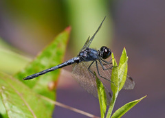 Celithemis verna