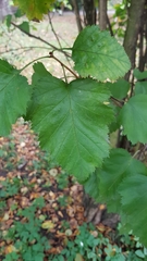 Crataegus intricata