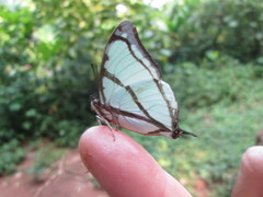 Polyura kahldeni