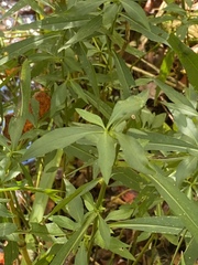 Lysimachia terrestris